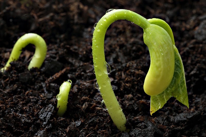 feijao na terra como plantar