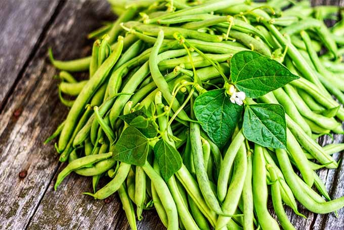 feijão verde como cultivar