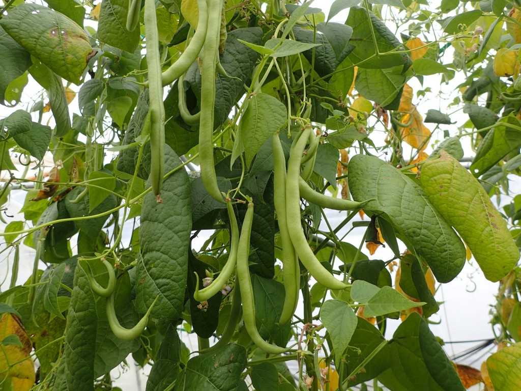 feijão verde como plantar