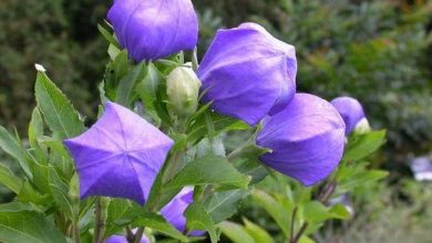 flor balao