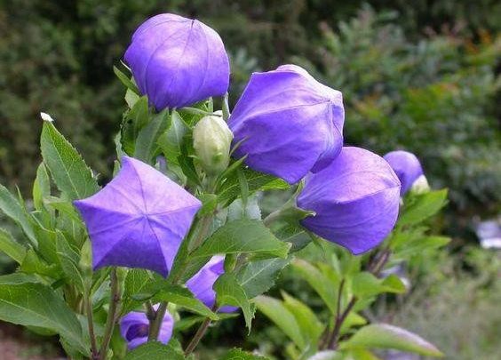 flor balao