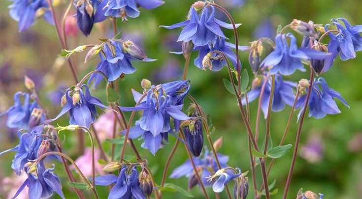 flor columbina