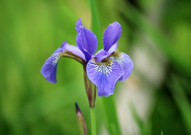 flor columbina como plantar