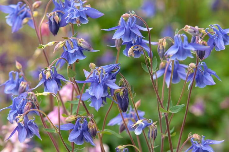 flor columbina