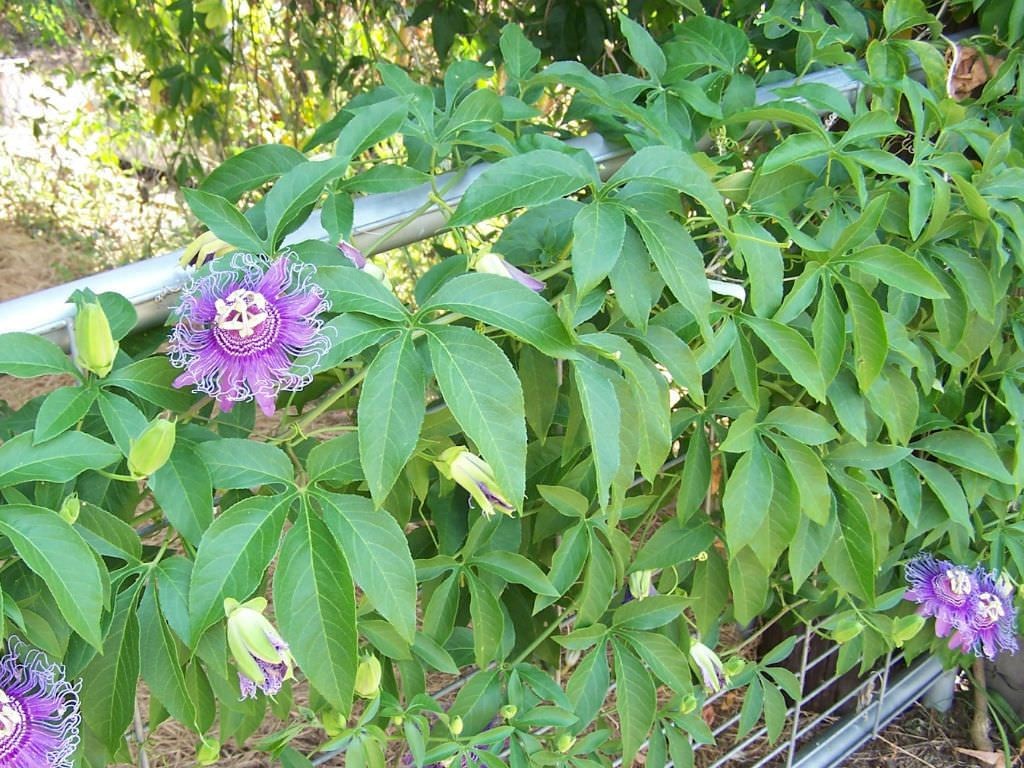 flor da paixao como plantar