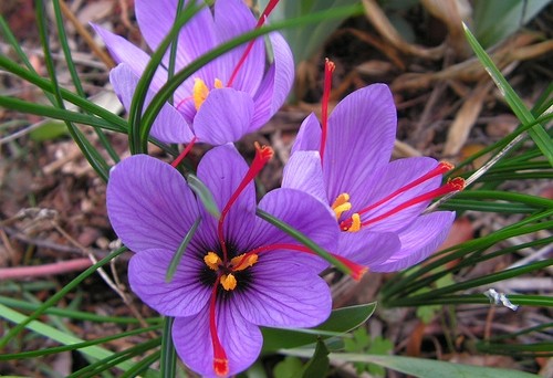 flor de açafrao