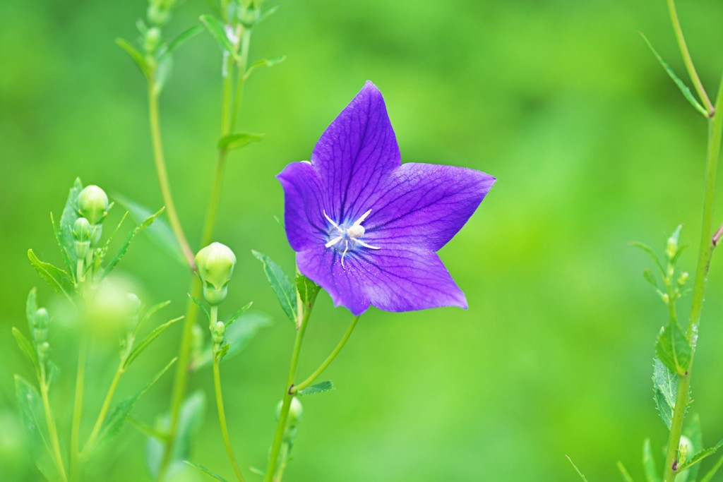 flor de balão