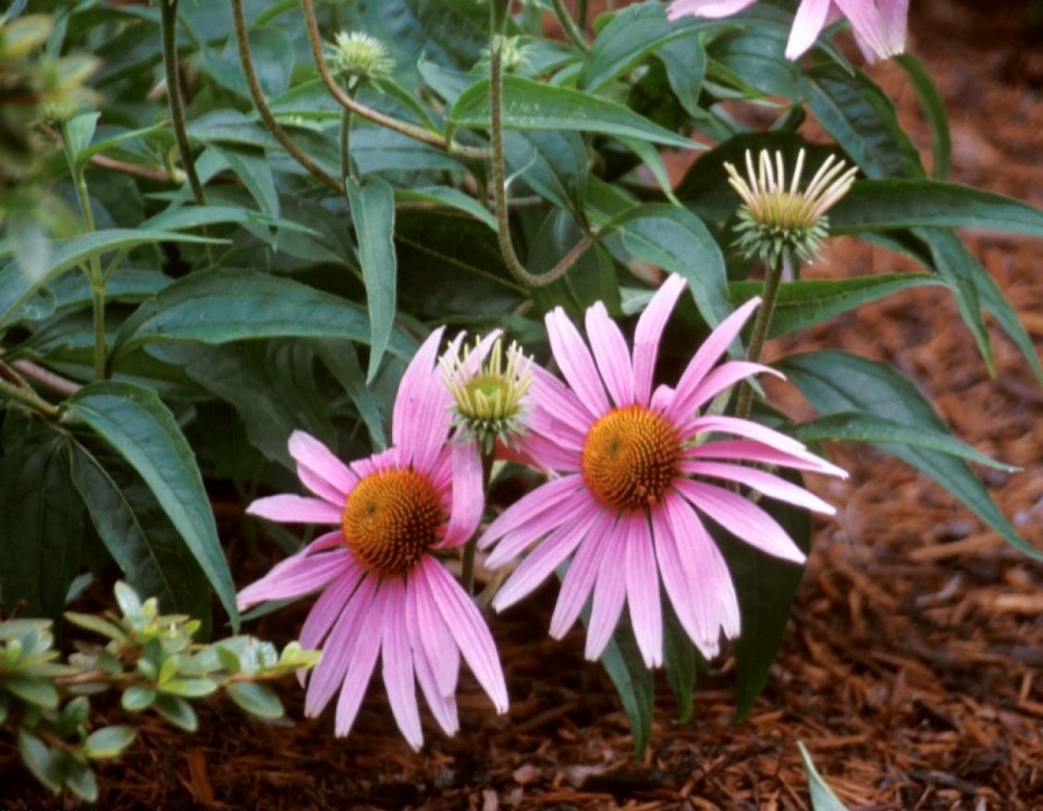 flor-de-cone como plantar.