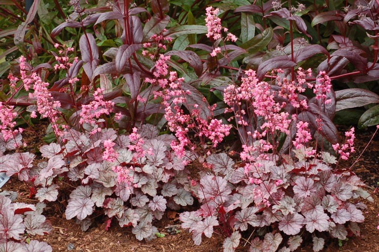 flor de coral