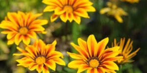 flor de gazania