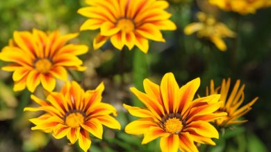 flor de gazania