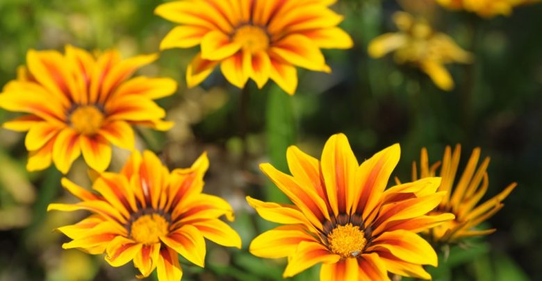 flor de gazania