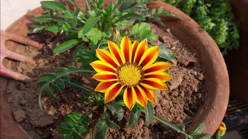 flor de gazania cultivo