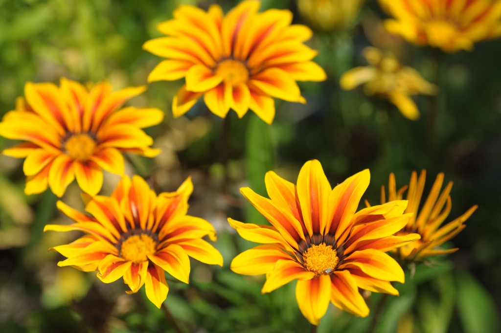 flor de gazania