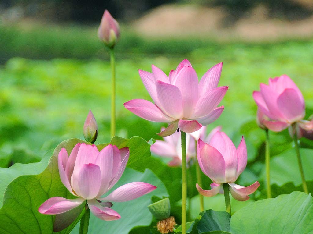 flor de lotus como plantar