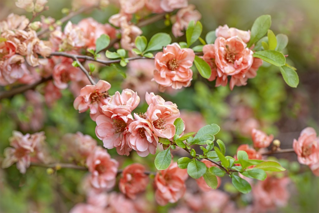 flor de marmelo