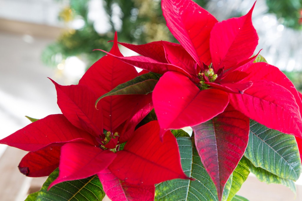 flor de natal como plantar