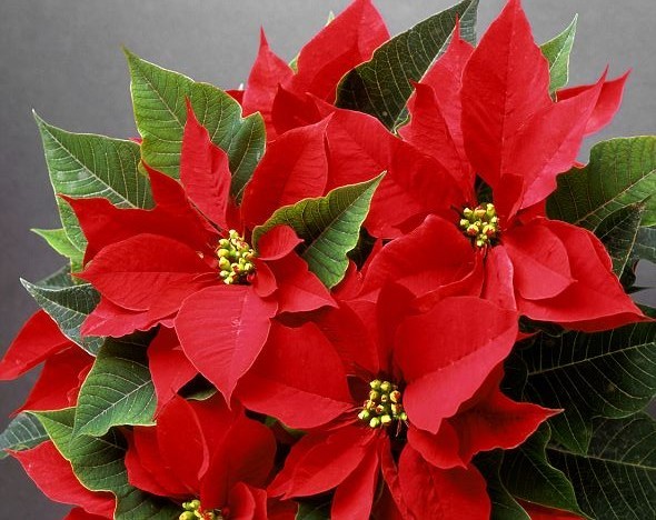 flor de natal