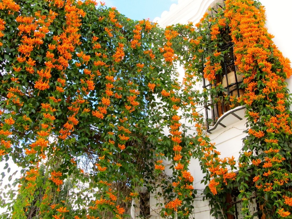 flor de sao joao como plantar