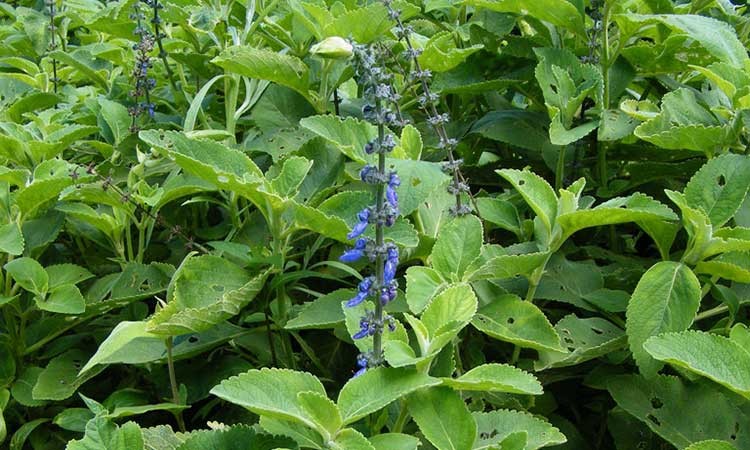 flor esporão azul como plantar