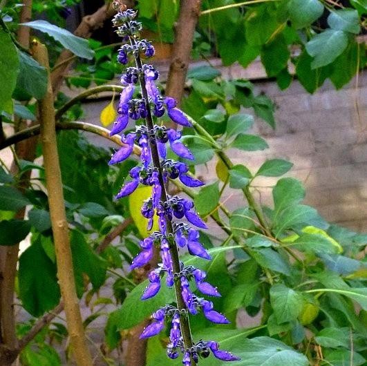 flor esporão azul