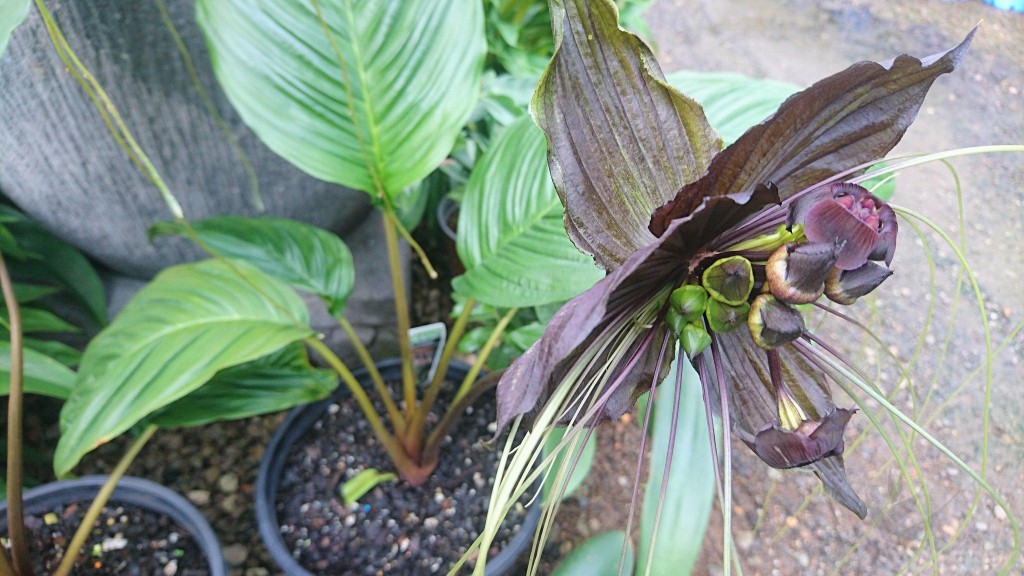 flor morcego como plantar em casa