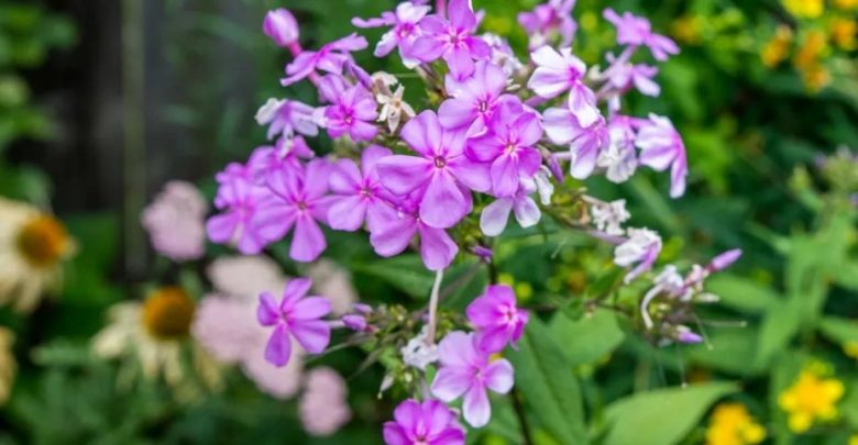 flox de jardim