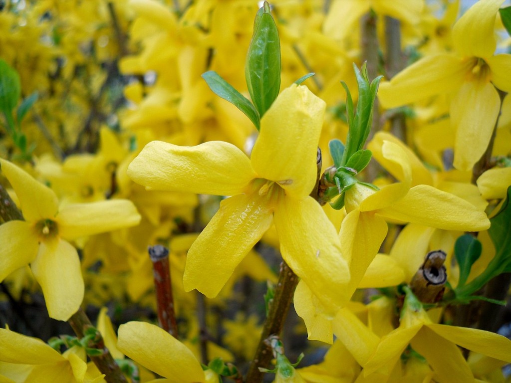 forsythia