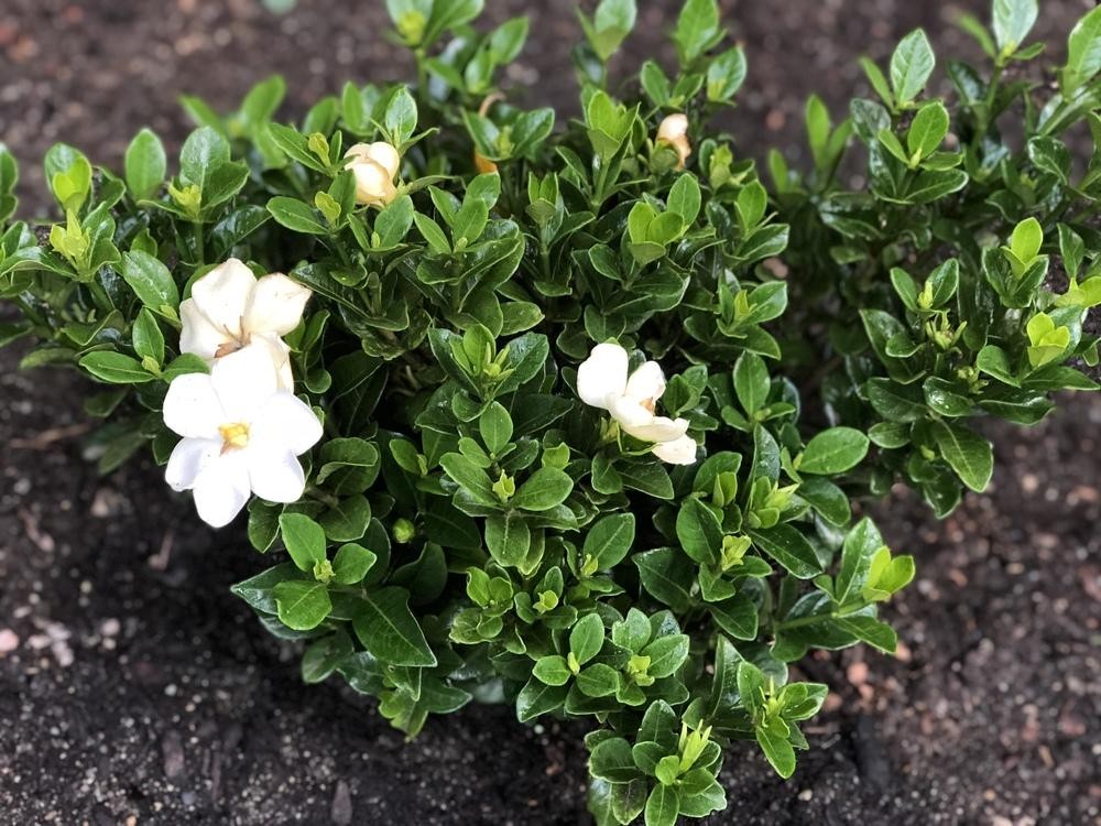 gardenia como plantar