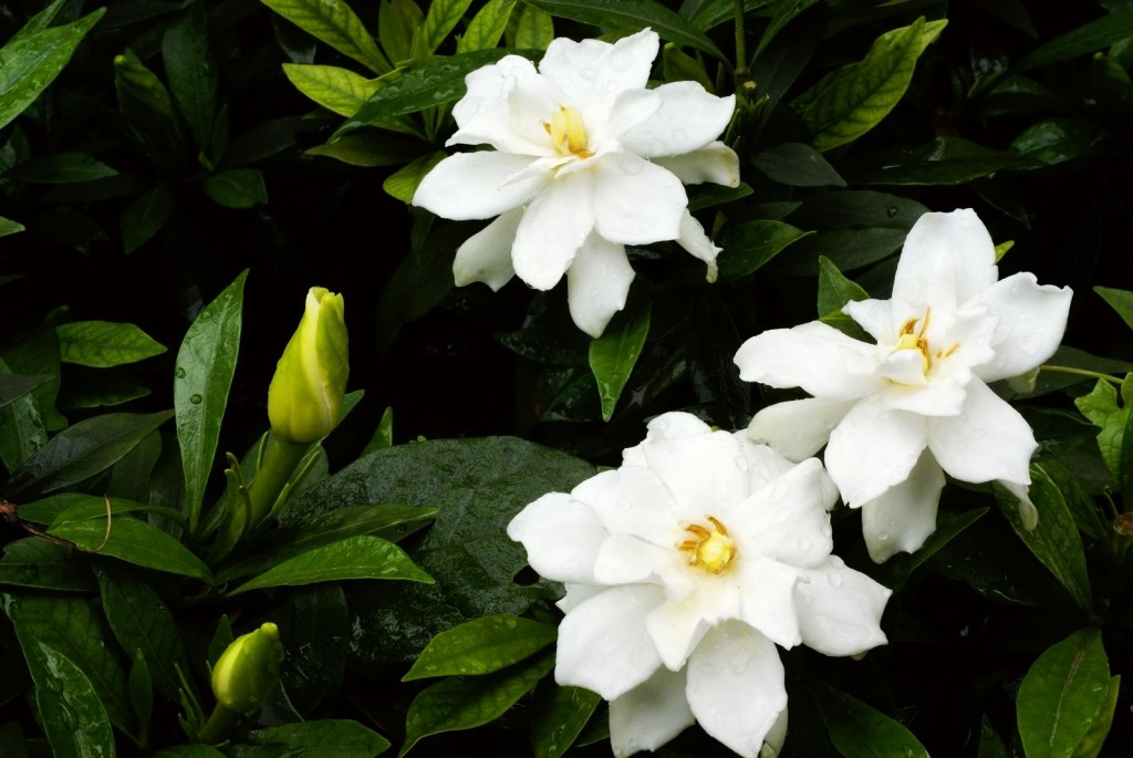 gardenia como plantar