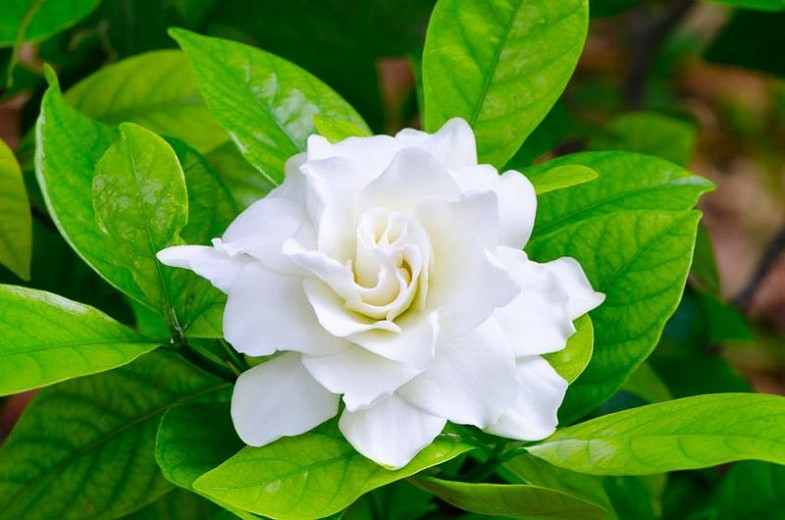 gardenia cuidados