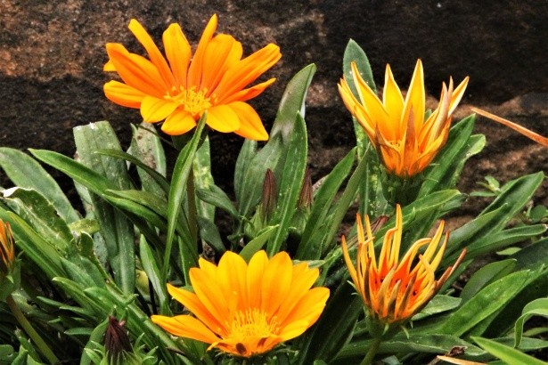 gazania