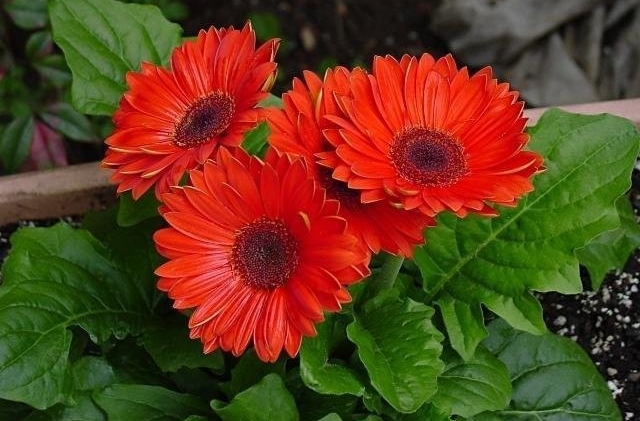 gerbera