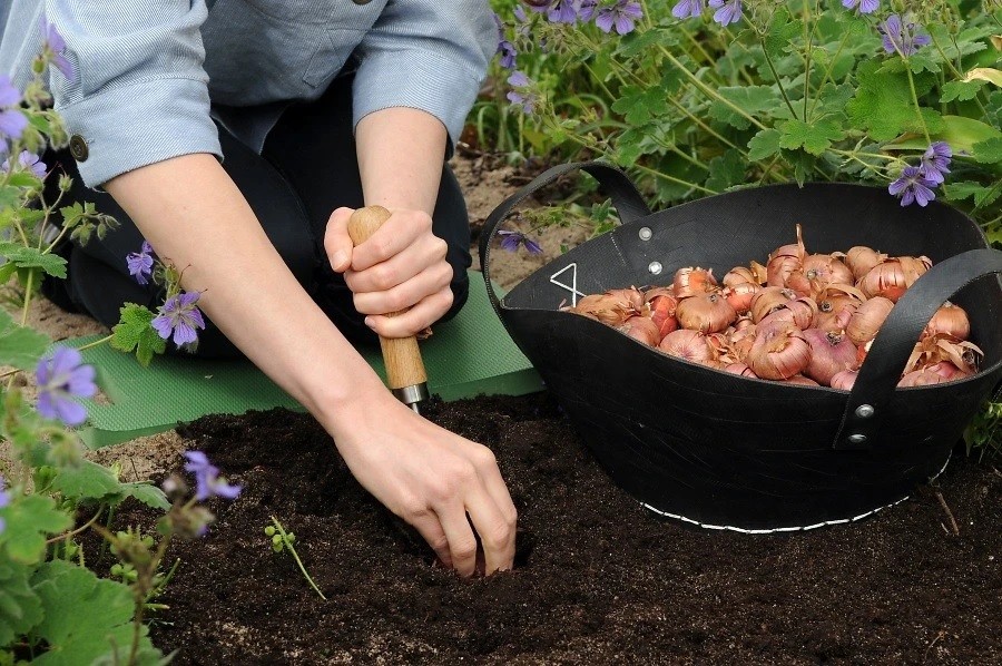 Como Plantar Gladíolo | Horta em Casa