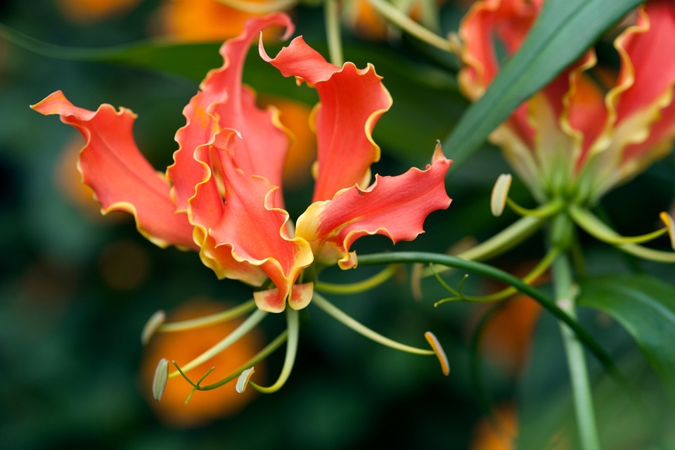 gloriosa