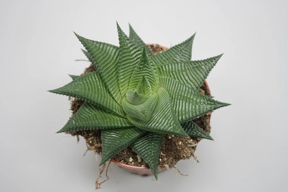 haworthia limifolia twister como plantar