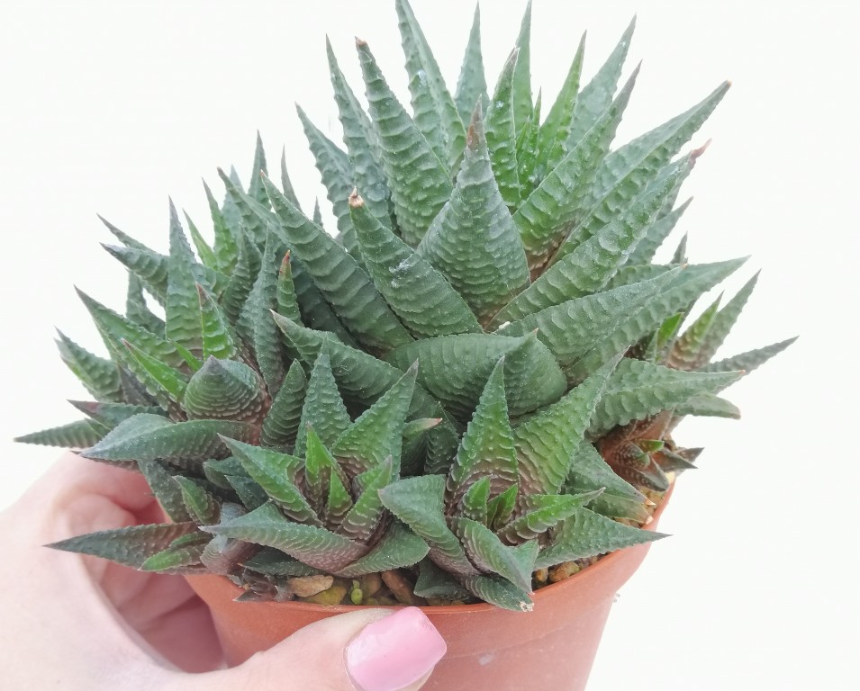 haworthia limifolia twister