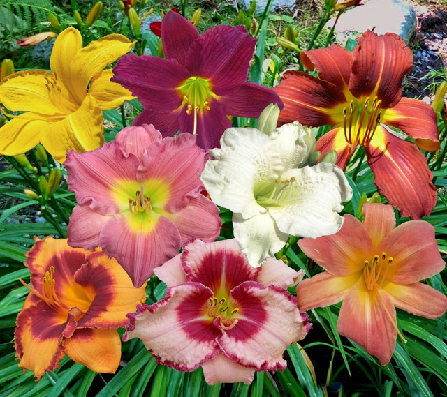 hemerocallis como plantar