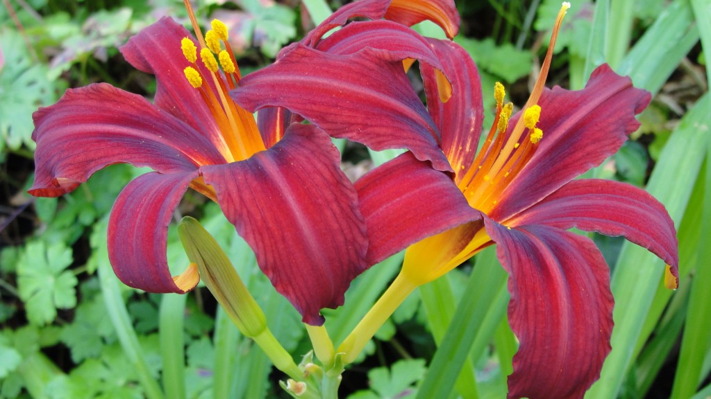 hemerocallis