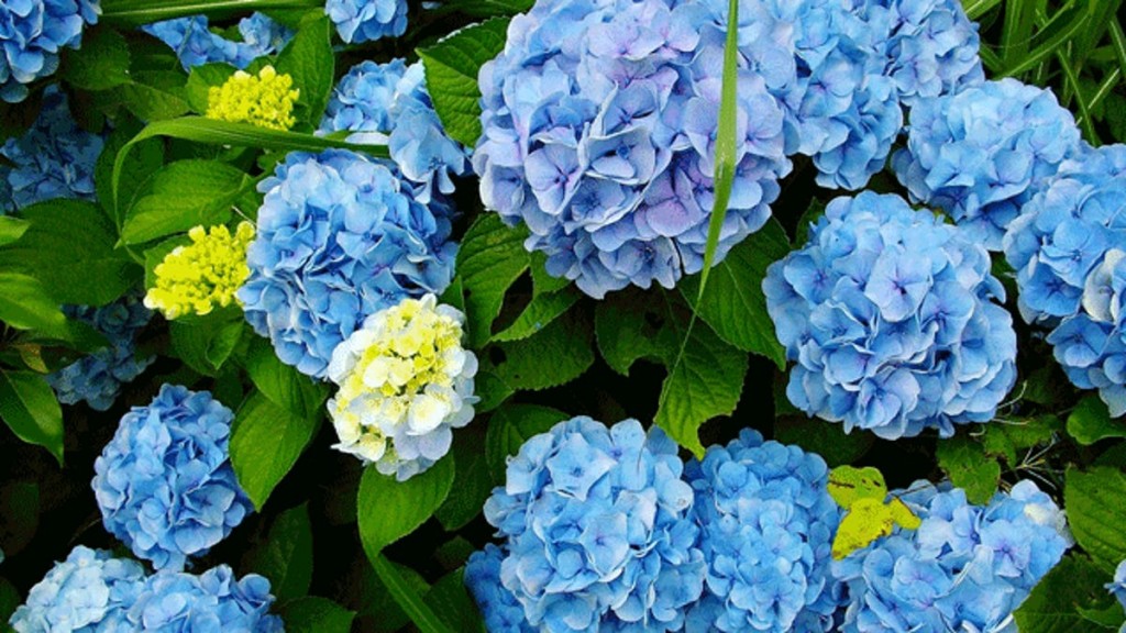 hortensia como plantar