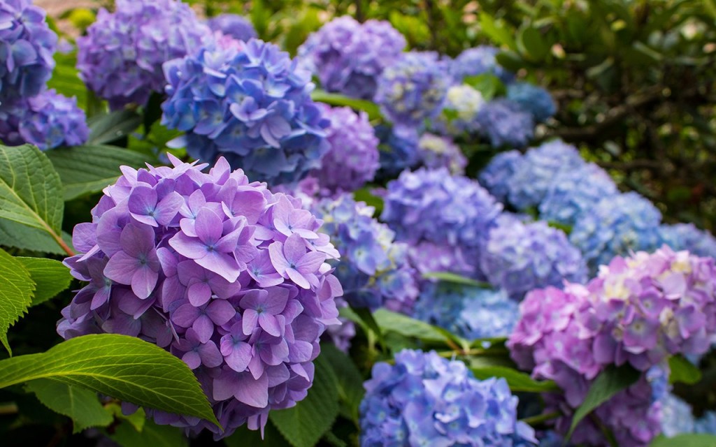 hortensia lilas como plantar