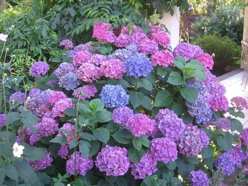 hortensia lilas