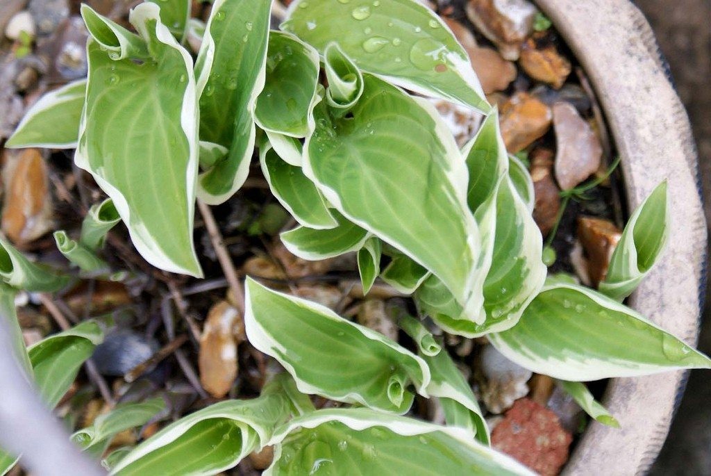 hostas como plantar 