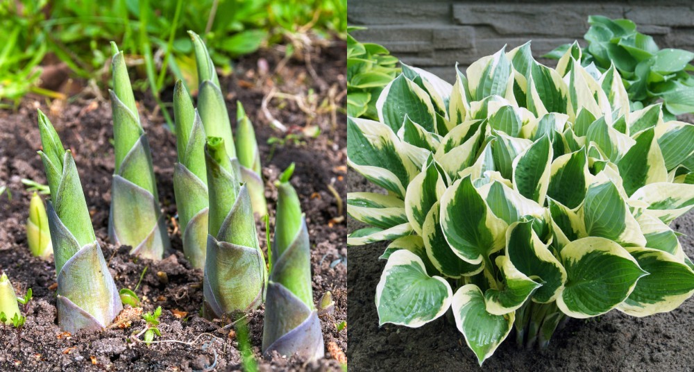 hostas como plantar