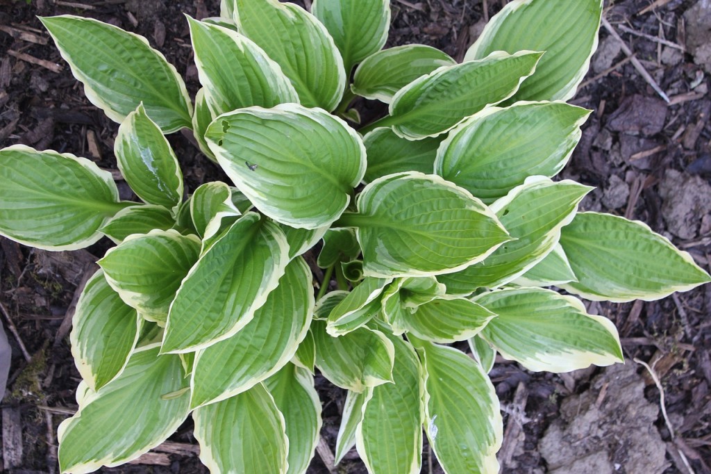 hostas