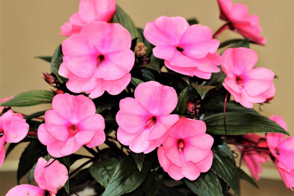 impatiens como plantar