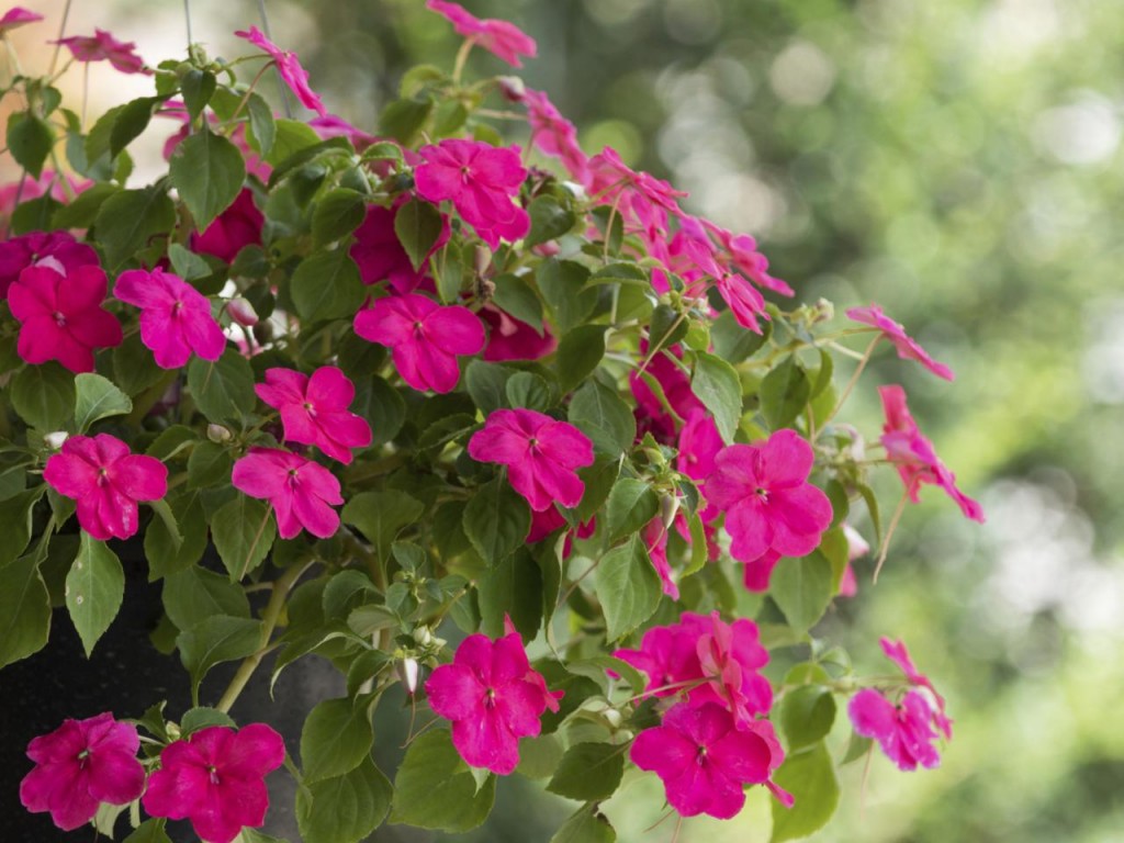 impatiens