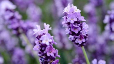 lavanda