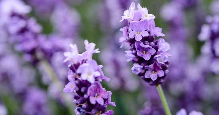 lavanda