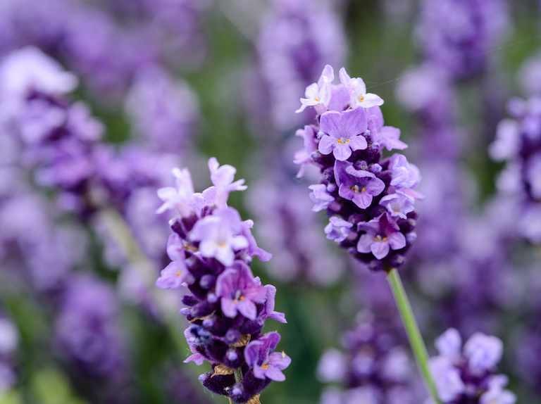 lavanda